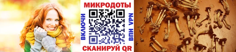 Галлюциногенные грибы ЛСД  где купить наркоту  Колпашево 
